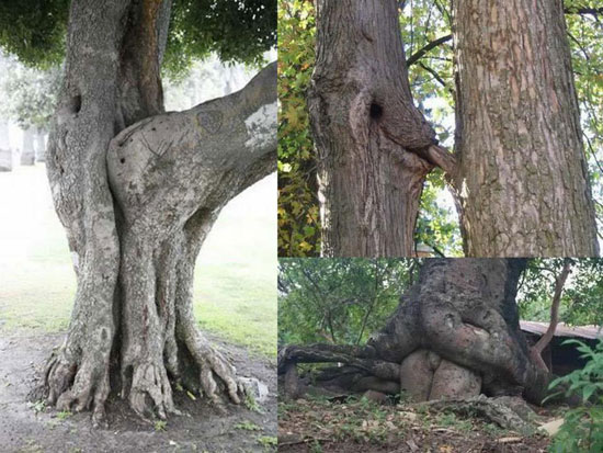 Tree Fuck