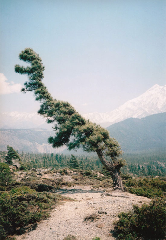 tree rex