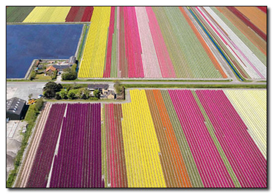 tulip farm in holland