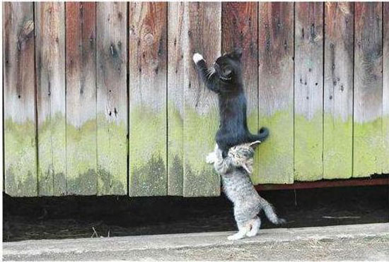 two cats - one team