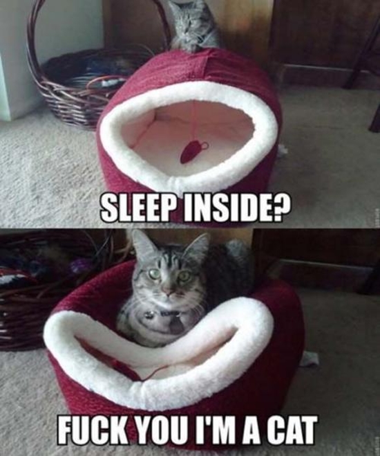Typisch Katze - WinFail Bild