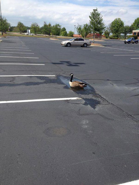 asphaltcracker