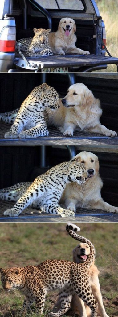 unusual pals