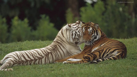 valentigers