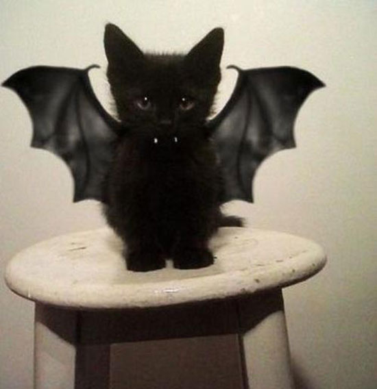 vampirkaetzchen
