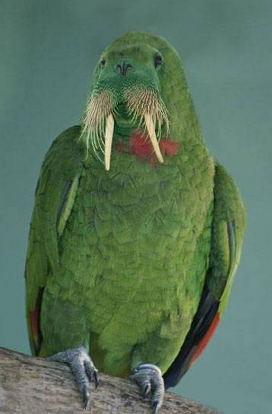 walworse-bird