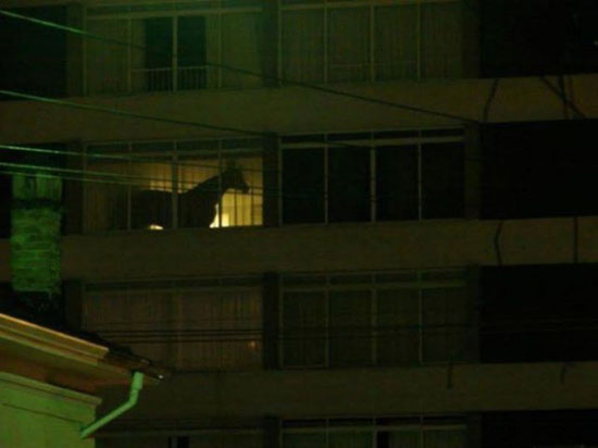 Was macht das pferd in dem Hochhaus
