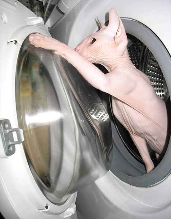 washed cat