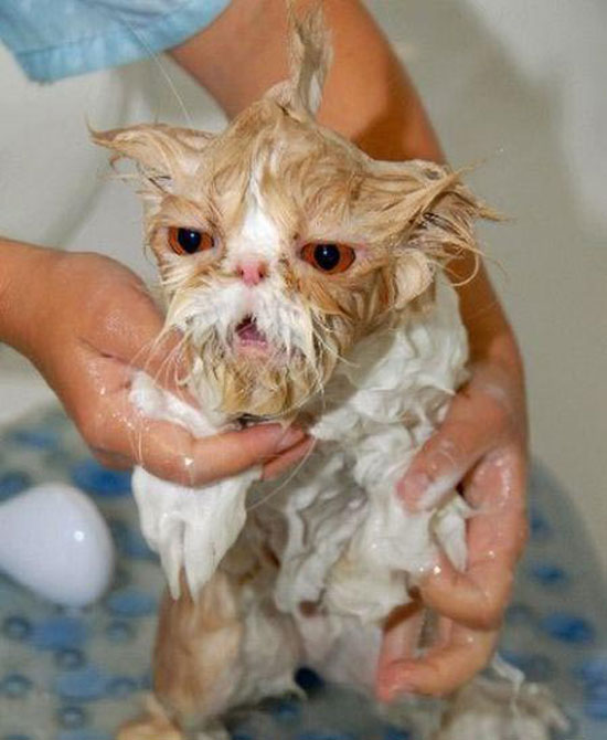 washed cat donts