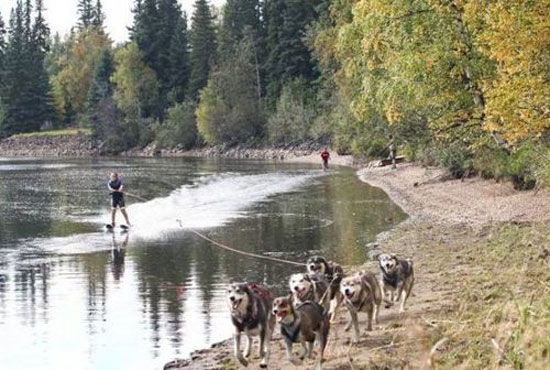 water skiing with dogs
