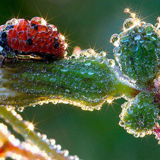 Waterdrops