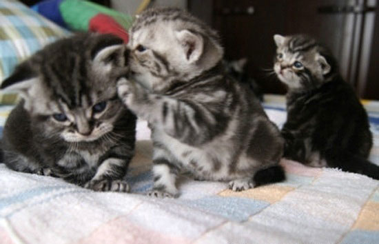 Wenn Katzen über andere Katzen lästern...