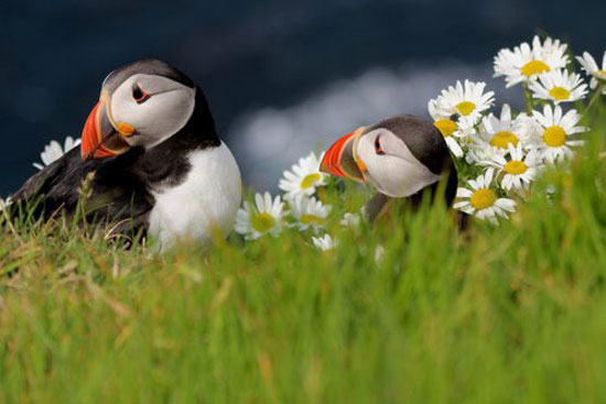Wer weiss was das für Vögel sind