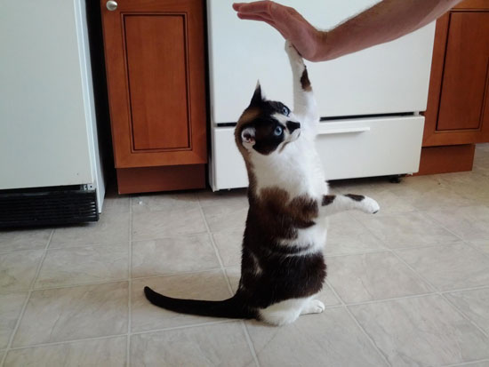 play cat play