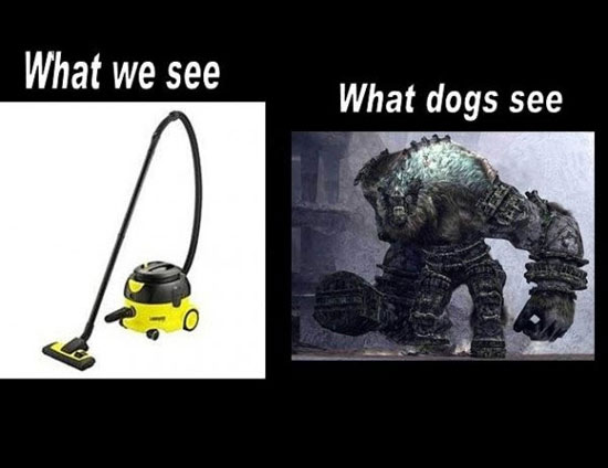 What we see, what dogs see