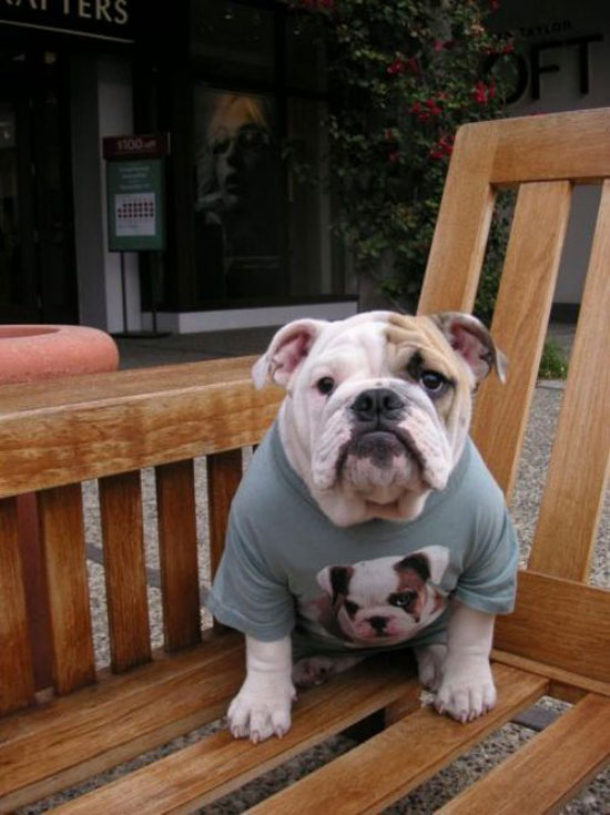 whats up dog