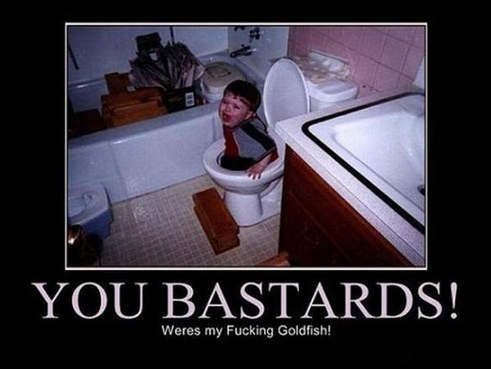 where is my goldfish