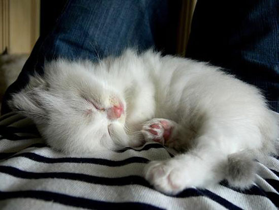 White supersweet