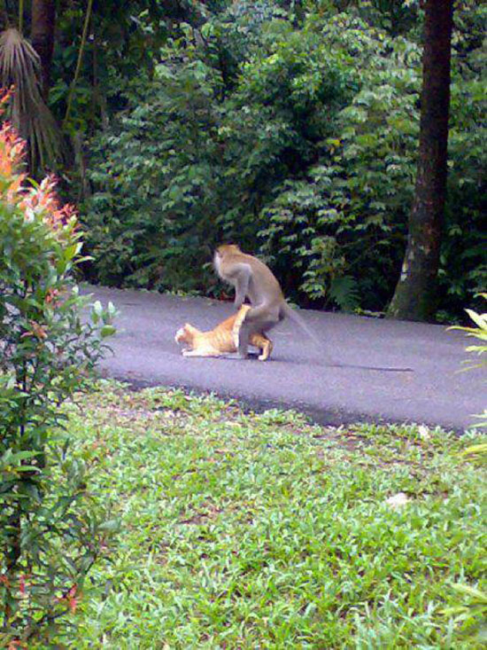 whose monkey is that