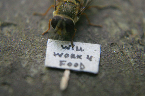 will work 4 food