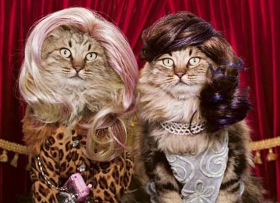 Die Trendy Cats