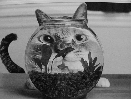 wo ist der fisch