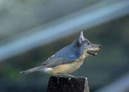 wolf-bird