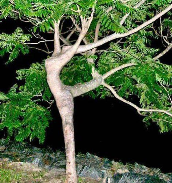 Wonderfull Nature