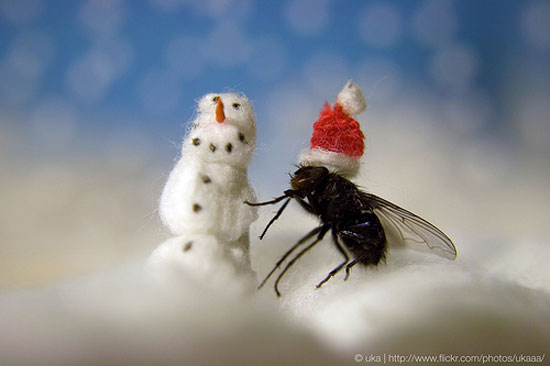 xmas fly