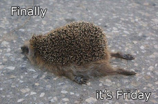 zum glueck ist freitag