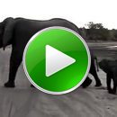 elefant-niest