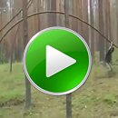 fun-baum-springen