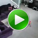 fun-cat-attack
