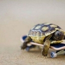 Adrenalin Schildkröte