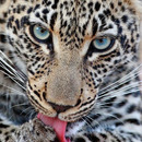 Der Blick der Hammer