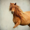 Die schönste Pferdemähne