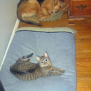 Hahaahah schaut aus als ob er sich das Körbchen gekrallt