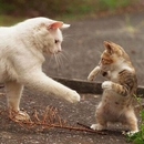 Hayaaaaaaaa mein Bruder ist Bruce Lee