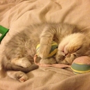 Ich geb den nicht her