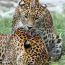 Kann man die Punkte wegschlecken Schatz