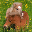 Niemals einsam auf der Steppe