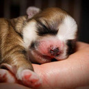 One Hand full with Supercute