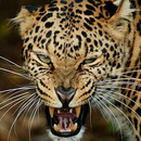 Roooooaaaaaaaararrrr
