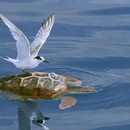 Auf geht es Schildkröte