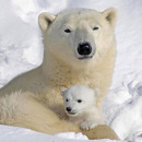 Sonnebad in der Arktis