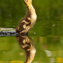 SpeedDuck