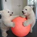 WOW die sind sooooooo suess