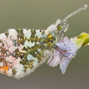 WOW Hammer Macroaufnahme