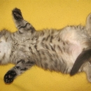 Wuhuu bin ich Platt
