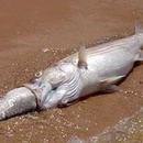 Fisch verschluckt Fisch